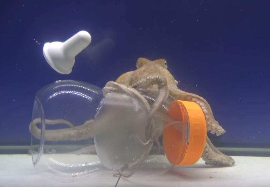 A still from the video.
The bottle is transparent plastic and the octopus, about the same
size, is behind it, with its arms wrapped around various parts of the
bottle, looking at us.  The orange screw cap that secures the nipple
in place is still screwed to the top of the bottle, but the white
rubber nipple itself is floating away. One of the octopus’s arms is
inside the bottle, entering through the large hole previously blocked
by the nipple.