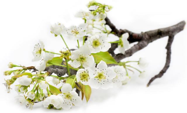 A small branch from a pear
tree, with green leaves and white pear blossoms.  The bossoms have
five petals each, against which a cluster of dark-tipped stamens
contrasts.