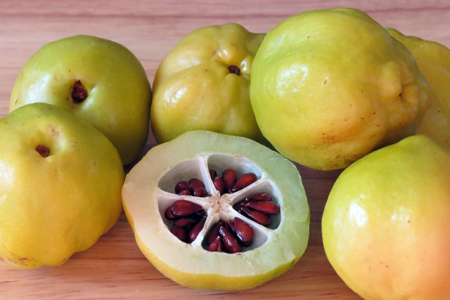 several greenish-yellow quinces.
They are like shiny pears, but less elongated.  In the foreground, one
is cut in half, to reveal five wedge-shaped hollows arranged
symmetrically to form a circle, each filled with shiny brown seeds.