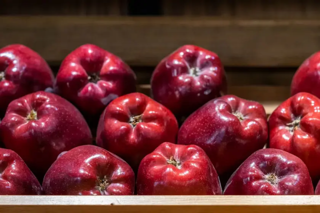 A dozen Red Delicious apples,
bottoms up to show that each does have five little bumps arranged
around the blossom end.