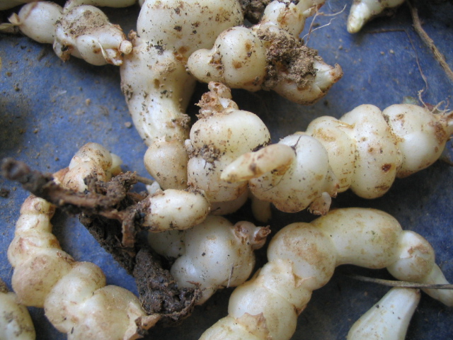 More
grublike tubers, this time in their natural state just out of the
ground.  They are dirty, but white, with a pearl-like luster.  Some of them have a cluster of little
hairs at one end.