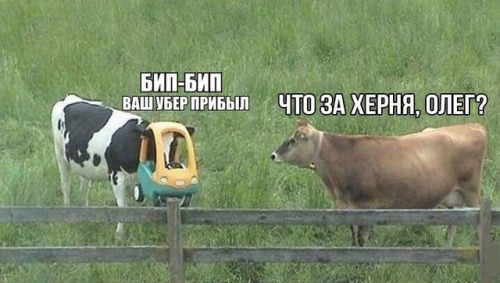 A
picture of two cows in a field.  One has a child-sized toy plastic car
on its head.  The cow with the car on its head is saying: “БИП-БИП ВАШ
УБЕР ПРИБЫЛ