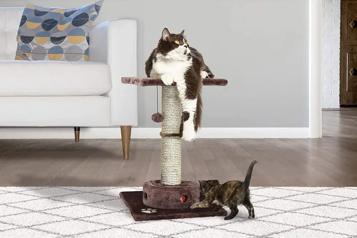 A
combination “cat tree” and scratching post sits on the floor of a
living room in front of the sofa.  The object is about two feed high
and has a carpeted platform atop a column wrapped in sisal rope.
Hanging from the platform is a cat toy, and  on
the platform resides a black and white domestic housecat.  A second
cat investigates the carpeter base of the cat tree.