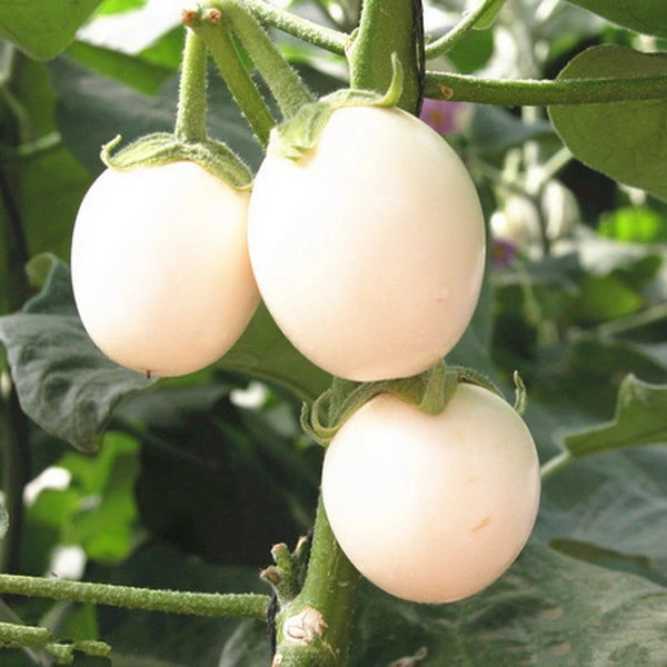 closeup of
an eggplant with several of its  round, white, egg-sized  fruits that
do indeed look just like eggs