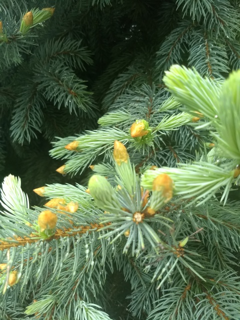 Closeup of
branches of a small spruce tree.  The clusters of fresh green needles
have small golden-brown covers on their ends.