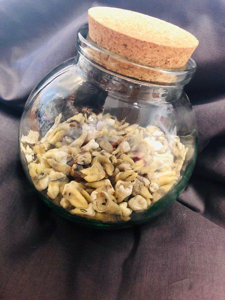  A spherical glass
jar with a large cork stopper contains several dozen yellowish-brown
teeth.