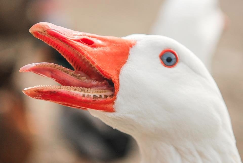 Nightmarish closeup of a
goose's head.  The goose is white, with a bright orange beak and tongue
and tongue and an orange rung around its wild, staring eye.  The
goose's mouth is open, revealing a row of dirty and white but sharp
teeth along the bottom edge of the beak, small sharp points set in the
top of the break, and sharp spines sticking sideways out of the edges
of the tongue.