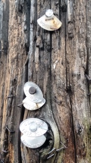 A very old pole. Three groups of tags are nailed to it.  The
bottom two groups contains an oval tag stamped with OSMOSE and an
inspection year (2001 or 2013),
and a quarter-circle tag stamped with MITC-FUME.  The top group is
missing its oval tag, and has only a rather rusty quarter-circle that
says WOODFUME